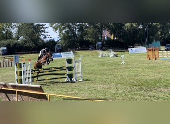 Oldenburger Springpaard, Ruin, 9 Jaar, 170 cm, Bruin