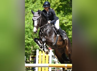 Oldenburger Springpaard, Ruin, 9 Jaar, 170 cm, Zwartbruin