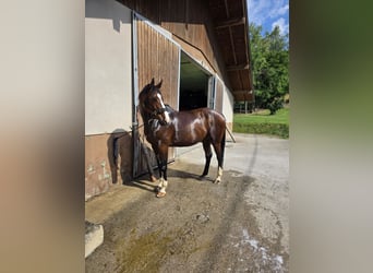 Oldenburger Springpaard, Ruin, 9 Jaar, 172 cm