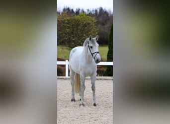 Oldenburger Springpaard, Ruin, 9 Jaar, 172 cm, Schimmel