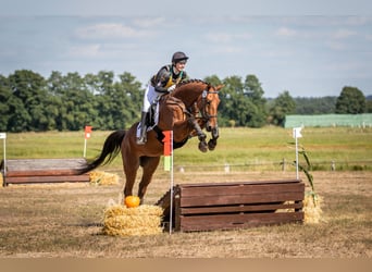 Oldenburger Springpaard, Ruin, 9 Jaar, 173 cm, Bruin