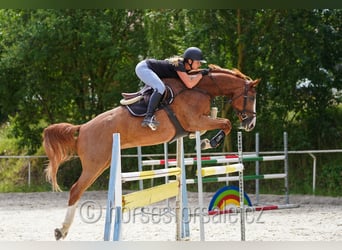 Oldenburger Springpaard, Ruin, 9 Jaar, 174 cm, Vos