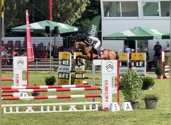 Oldenburger Springpferd, Hengst, 10 Jahre, 165 cm, Brauner