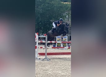 Oldenburger Springpferd, Hengst, 11 Jahre, 170 cm, Rappe