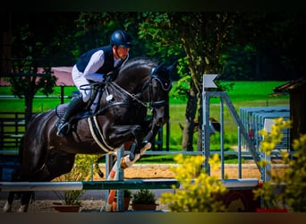 Oldenburger Springpferd, Hengst, 11 Jahre, 170 cm, Rappe