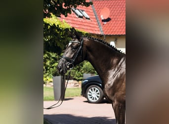 Oldenburger Springpferd, Hengst, 11 Jahre, 170 cm, Rappe