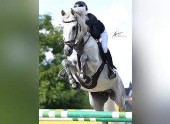 Oldenburger Springpferd, Hengst, 12 Jahre, 164 cm, Schimmel