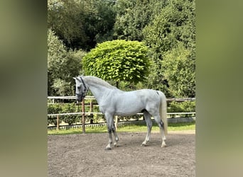 Oldenburger Springpferd, Hengst, 12 Jahre, 164 cm, Schimmel