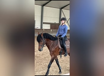 Oldenburger Springpferd, Hengst, 13 Jahre, 172 cm, Brauner
