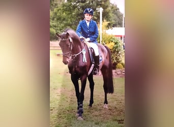 Oldenburger Springpferd, Hengst, 16 Jahre, 168 cm, Schwarzbrauner