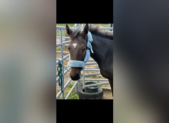 Oldenburger Springpferd, Hengst, 1 Jahr, 155 cm, Kann Schimmel werden