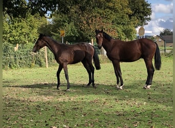 Oldenburger Springpferd, Hengst, 1 Jahr, 162 cm, Brauner