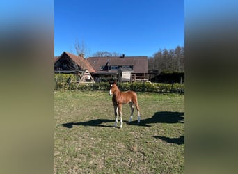 Oldenburger Springpferd, Hengst, 1 Jahr, 170 cm, Brauner