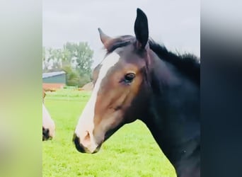 Oldenburger Springpferd, Hengst, 1 Jahr, 172 cm, Dunkelbrauner