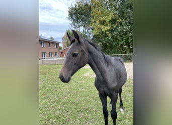 Oldenburger Springpferd, Hengst, 1 Jahr, 172 cm, Kann Schimmel werden
