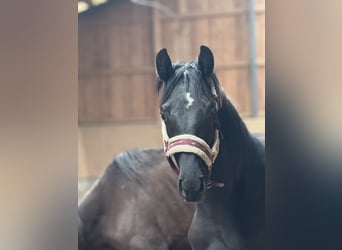 Oldenburger Springpferd, Hengst, 1 Jahr, 173 cm, Rappe
