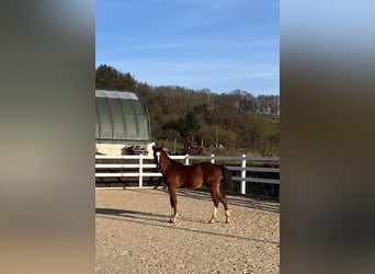 Oldenburger Springpferd, Hengst, 1 Jahr, Brauner