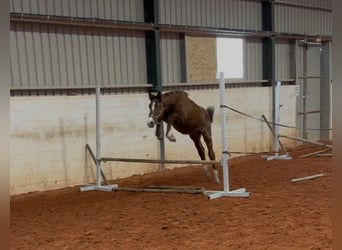 Oldenburger Springpferd, Hengst, 1 Jahr, Brauner