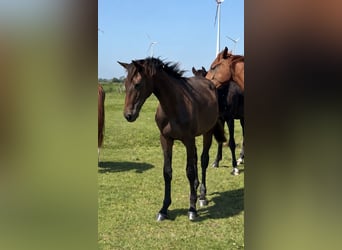 Oldenburger Springpferd, Hengst, 1 Jahr, Brauner