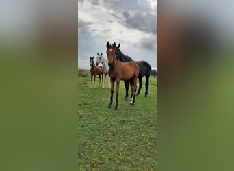Oldenburger Springpferd, Hengst, 1 Jahr, Brauner