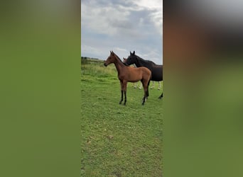 Oldenburger Springpferd, Hengst, 1 Jahr, Brauner