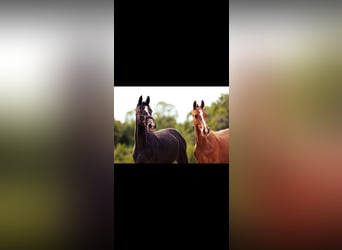 Oldenburger Springpferd, Hengst, 1 Jahr, Fuchs