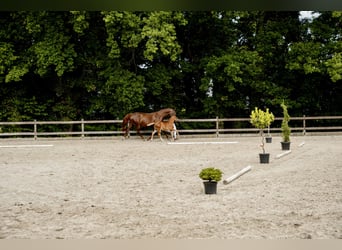 Oldenburger Springpferd, Hengst, 1 Jahr, Fuchs