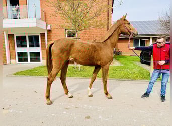 Oldenburger Springpferd, Hengst, 1 Jahr, Fuchs