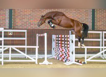 Oldenburger Springpferd, Hengst, 2 Jahre, 163 cm, Kann Schimmel werden