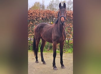 Oldenburger Springpferd, Hengst, 2 Jahre, 165 cm, Brauner