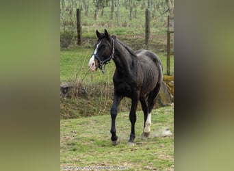Oldenburger Springpferd, Hengst, 2 Jahre, 165 cm, Dunkelbrauner