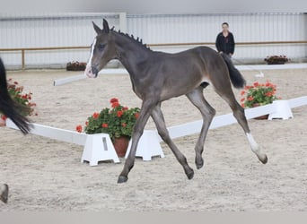 Oldenburger Springpferd, Hengst, 2 Jahre, 165 cm, Dunkelbrauner