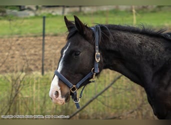 Oldenburger Springpferd, Hengst, 2 Jahre, 165 cm, Dunkelbrauner