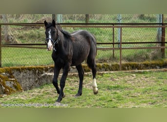 Oldenburger Springpferd, Hengst, 2 Jahre, 165 cm, Dunkelbrauner