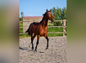 Oldenburger Springpferd, Hengst, 2 Jahre, 168 cm, Brauner