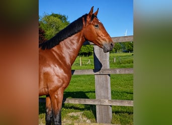 Oldenburger Springpferd, Hengst, 2 Jahre, 168 cm, Brauner