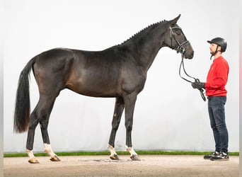 Oldenburger Springpferd, Hengst, 2 Jahre, 168 cm, Dunkelbrauner