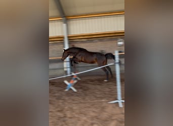 Oldenburger Springpferd, Hengst, 2 Jahre, 170 cm, Brauner