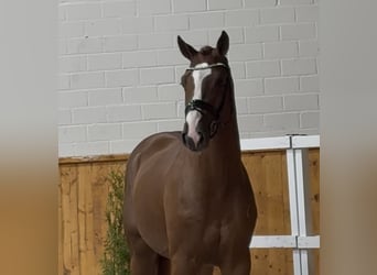 Oldenburger Springpferd, Hengst, 2 Jahre, 170 cm, Dunkelfuchs