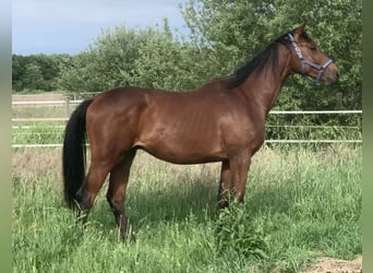Oldenburger Springpferd, Hengst, 2 Jahre, Brauner