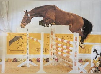 Oldenburger Springpferd, Hengst, 2 Jahre, Brauner