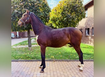 Oldenburger Springpferd, Hengst, 2 Jahre