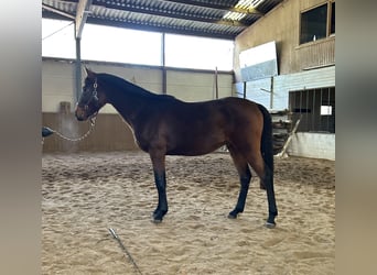 Oldenburger Springpferd, Hengst, 3 Jahre, 156 cm, Brauner