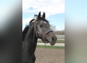 Oldenburger Springpferd, Hengst, 3 Jahre, 160 cm, Kann Schimmel werden