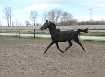 Oldenburger Springpferd, Hengst, 3 Jahre, 160 cm, Kann Schimmel werden