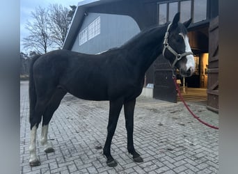 Oldenburger Springpferd, Hengst, 3 Jahre, 164 cm, Schwarzbrauner