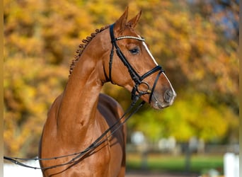 Oldenburger Springpferd, Hengst, 3 Jahre, 165 cm, Fuchs