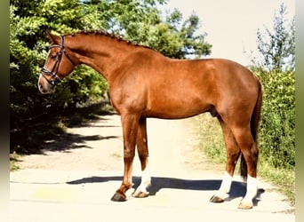 Oldenburger Springpferd, Hengst, 3 Jahre, 168 cm, Fuchs