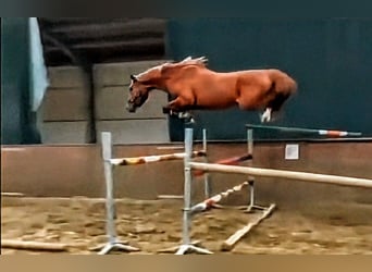 Oldenburger Springpferd, Hengst, 3 Jahre, 168 cm, Fuchs