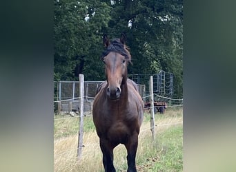 Oldenburger Springpferd, Hengst, 3 Jahre, 170 cm, Dunkelbrauner